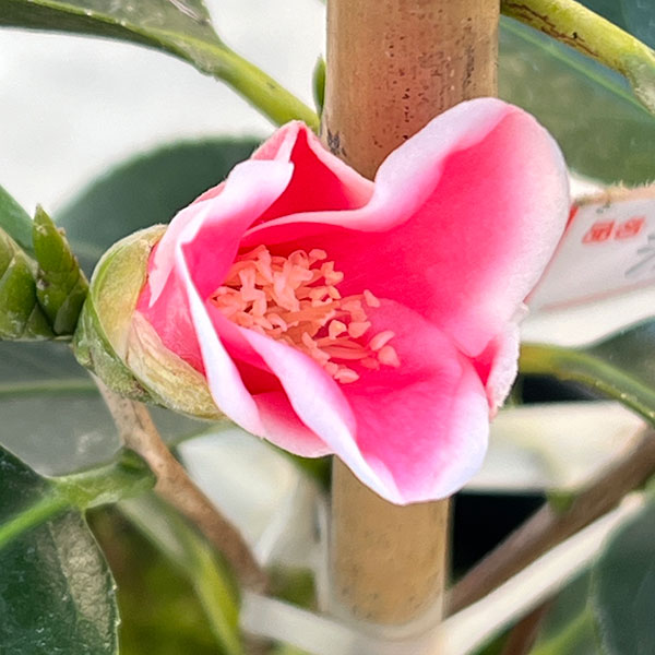 椿(ツバキ):湊晨侘助(ソウシンワビスケ)4号ポット