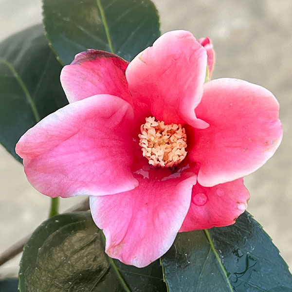 椿(ツバキ):湊晨侘助(ソウシンワビスケ)4号ポット