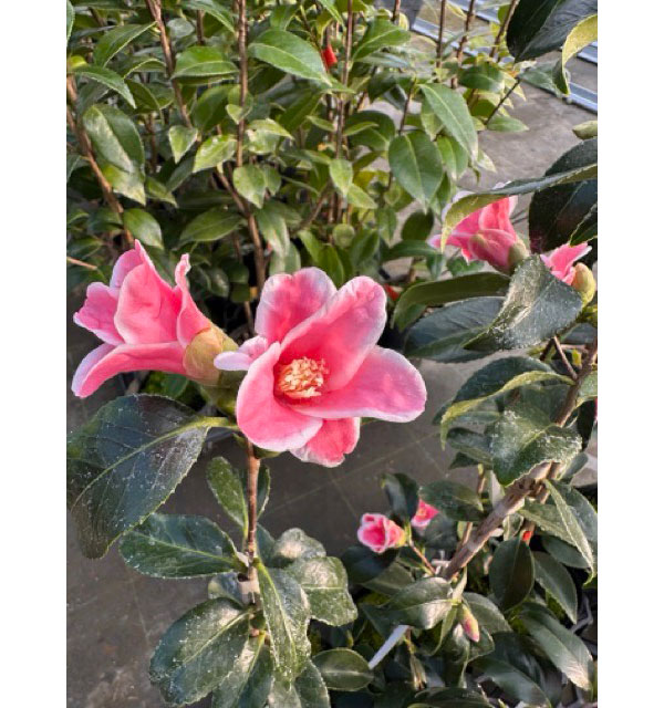 椿(ツバキ):湊晨侘助(ソウシンワビスケ)4号ポット