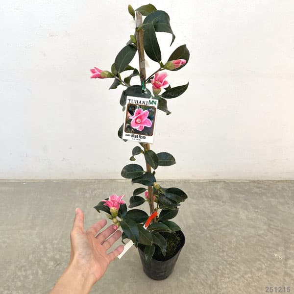 ツバキ（椿）：湊晨侘助（ソウシンワビスケ）4号ポット