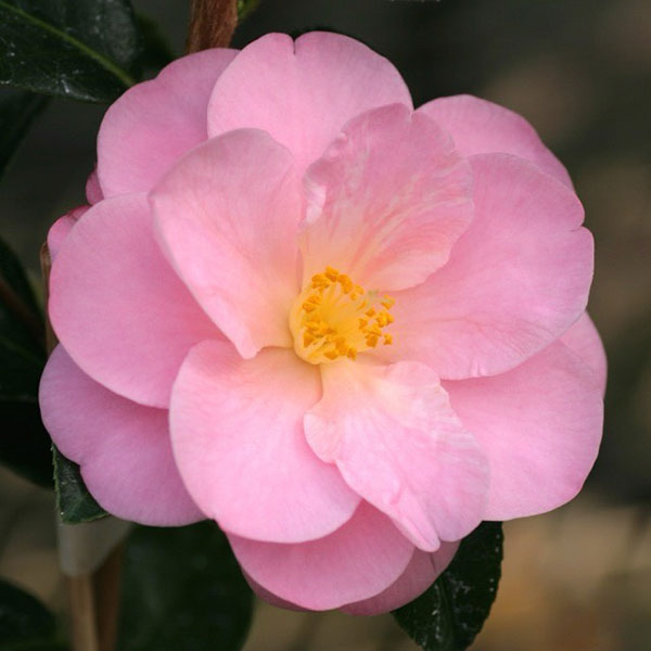 椿(ツバキ):ニッキークリスプ 4号ポット