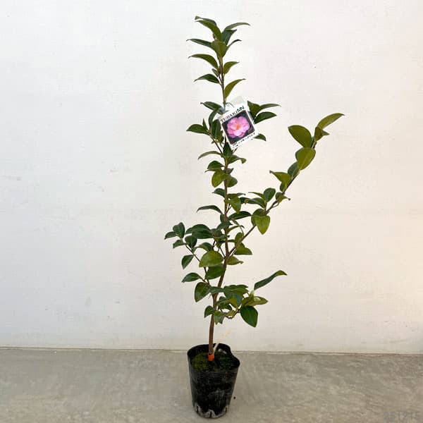 ツバキ（椿）：ニッキークリスプ　4号ポット