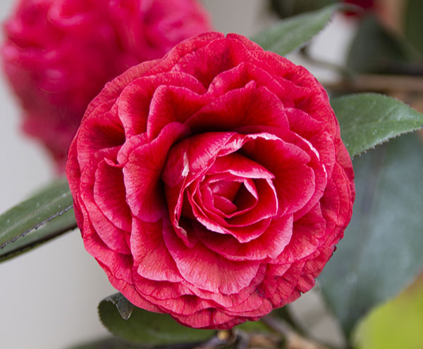 椿（ツバキ）：金華美女（キンカビジョ）4号ポット