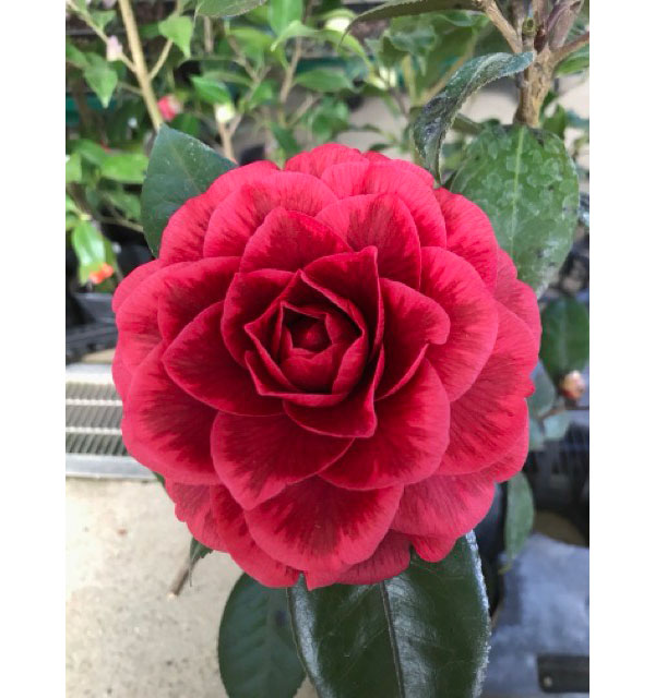 椿（ツバキ）：金華美女（キンカビジョ）4号ポット