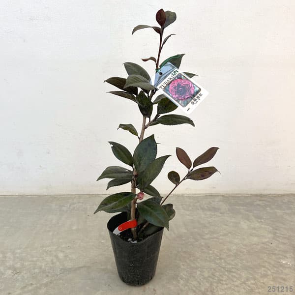 ツバキ（椿）：金華美女（キンカビジョ）4号ポット