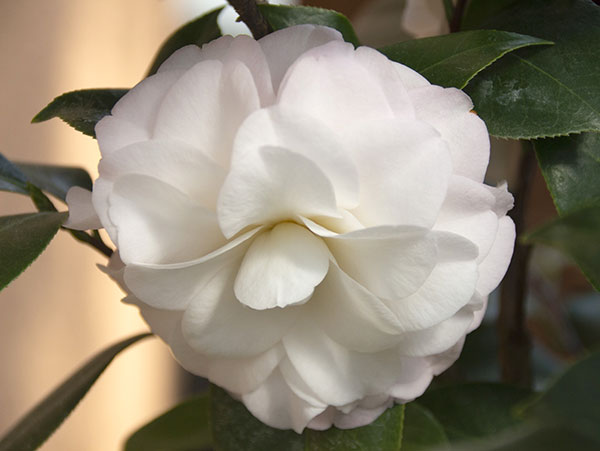 椿(ツバキ):ブラッシュプリティー4号ポット