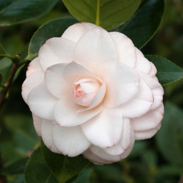 椿(ツバキ):ブラッシュプリティー4号ポット