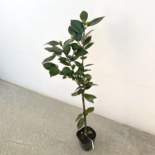 ツバキ（椿）：ブラッシュプリティー4号ポット