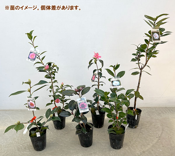 椿(ツバキ):太神楽(ダイカグラ)4号ポット