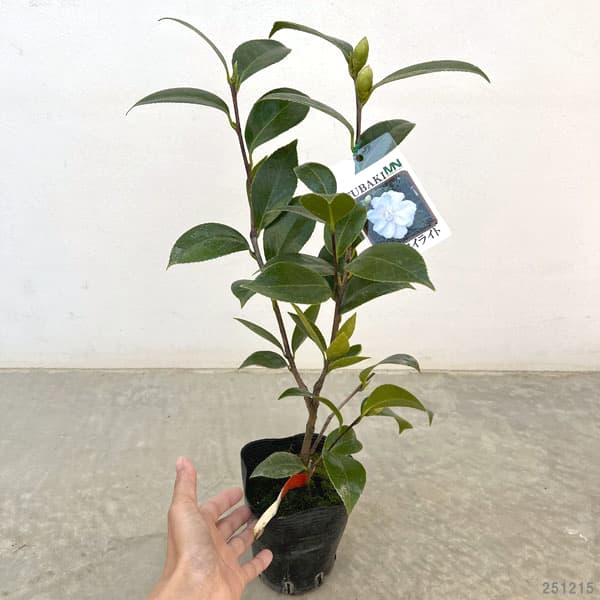 ツバキ（椿）：トワイライト4号ポット