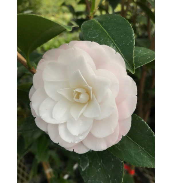 椿(ツバキ):タミア 4号ポット