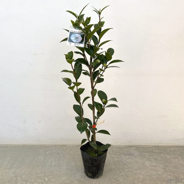 ツバキ（椿）：タミア　4号ポット