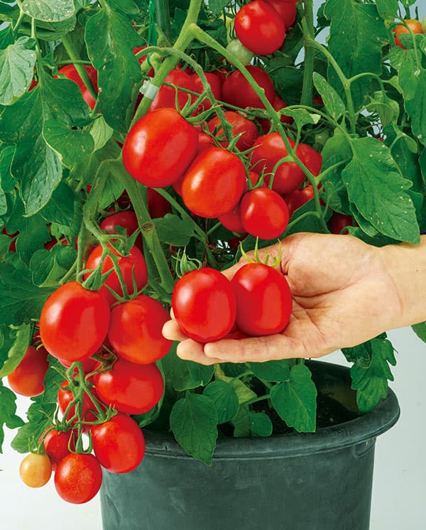 トマト：すずこま　の種[野菜タネ]