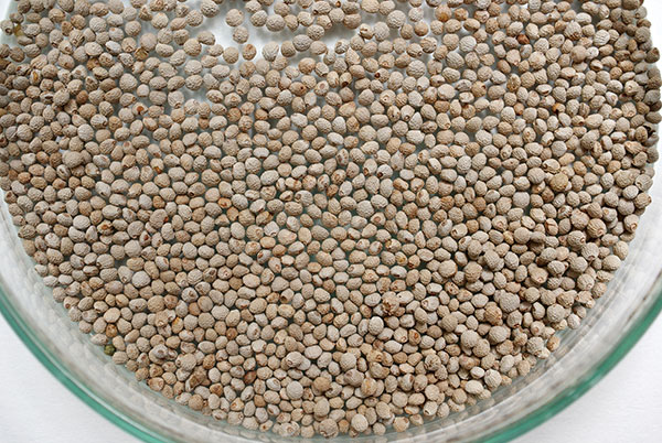 シソ：えごま（白種子）[葉は韓国料理や焼肉のお供に・実はえごま味噌やゴマ同様に利用できる 野菜タネ]