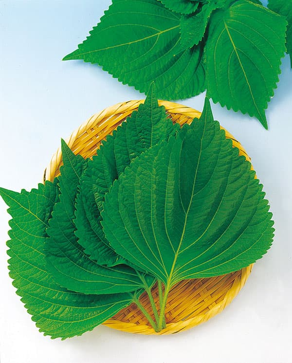 シソ：えごま（白種子）[葉は韓国料理や焼肉のお供に・実はえごま味噌やゴマ同様に利用できる 野菜タネ]