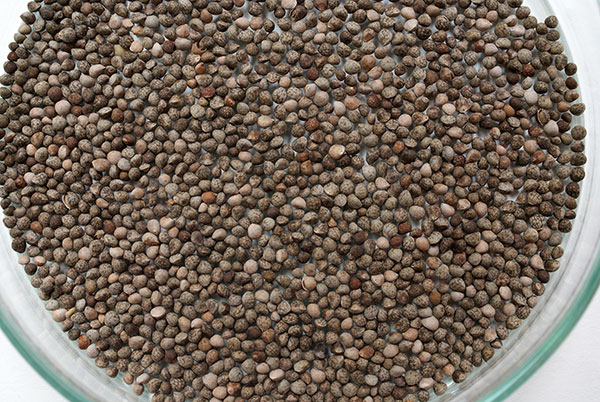 シソ：えごま（黒種子）[葉は韓国料理や焼肉のお供に・実はえごま味噌やゴマ同様に利用できる 野菜タネ]