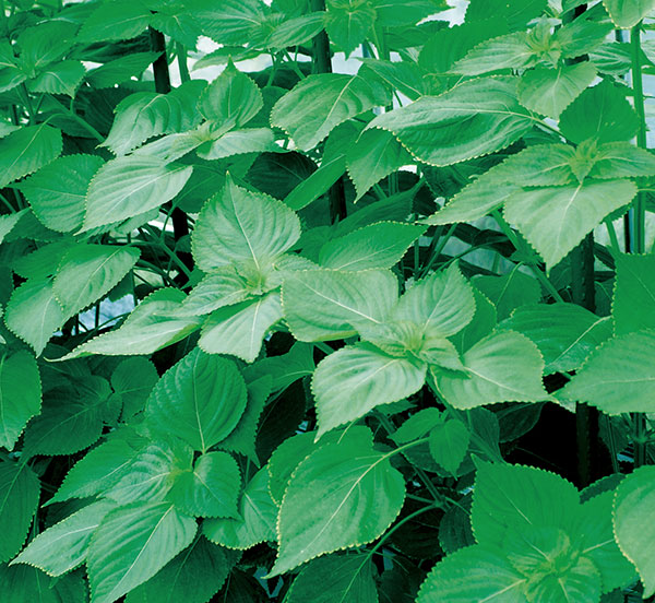 シソ：えごま（黒種子）[葉は韓国料理や焼肉のお供に・実はえごま味噌やゴマ同様に利用できる 野菜タネ]