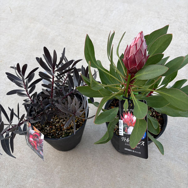 人気オージーセット(プロテアリトルプリンス&黒リューカ)5号