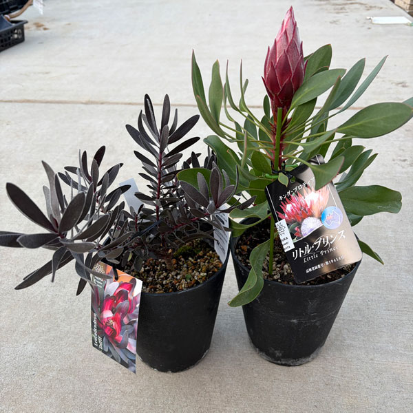 人気オージーセット(プロテアリトルプリンス&黒リューカ)5号