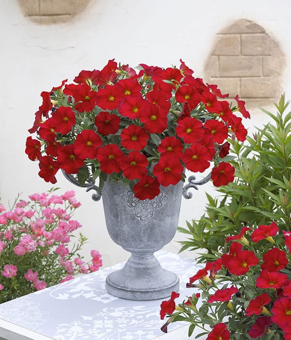 カリブラコア×ペチュニア：パワーシスターズ　ルナレッド3号ポット