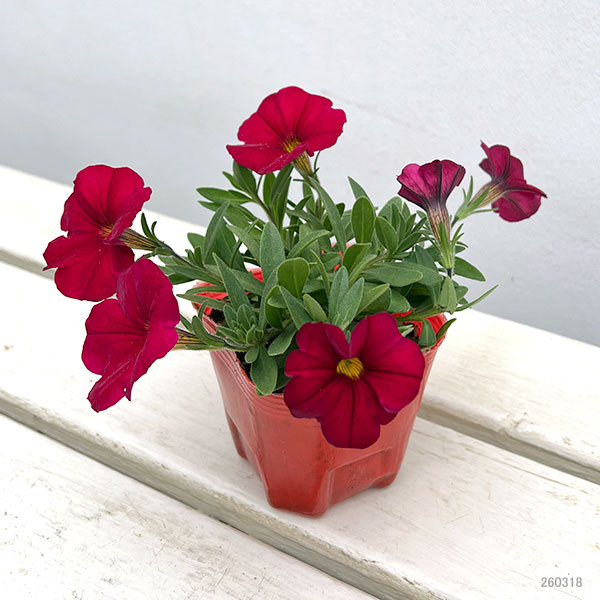 カリブラコア×ペチュニア：パワーシスターズ　ルナレッド3号ポット