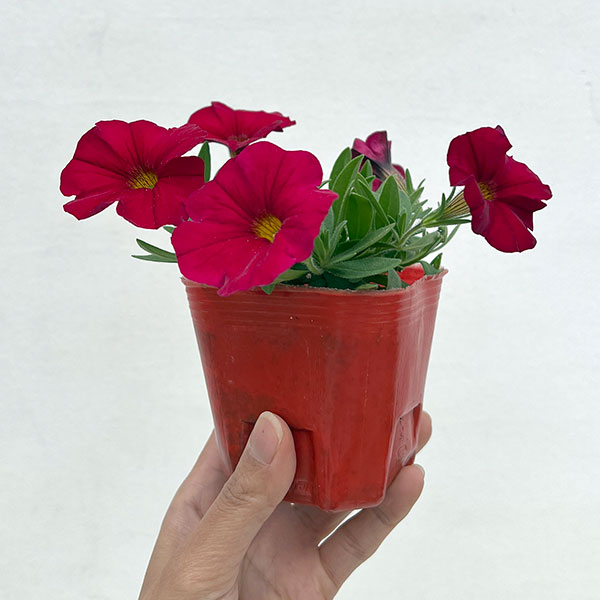 カリブラコア×ペチュニア：パワーシスターズ　ルナレッド3号ポット