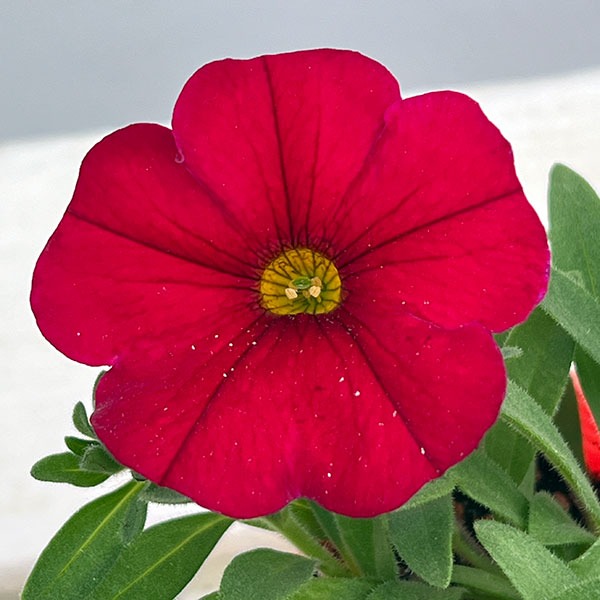 カリブラコア×ペチュニア：パワーシスターズ　ルナレッド3号ポット