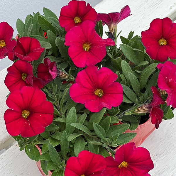 カリブラコア×ペチュニア：パワーシスターズ　ルナレッド3号ポット