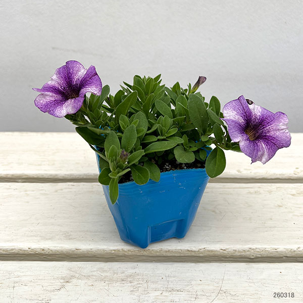カリブラコア×ペチュニア：パワーシスターズ　ヴィッキーバイオレット3号ポット
