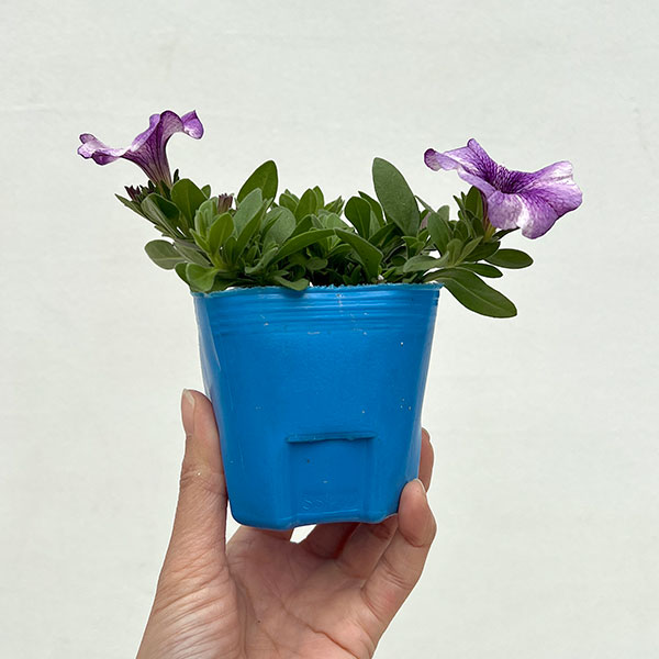 カリブラコア×ペチュニア：パワーシスターズ　ヴィッキーバイオレット3号ポット