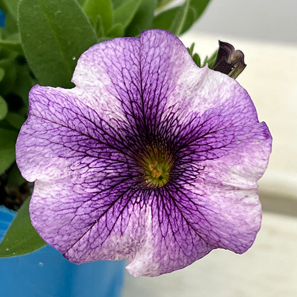 カリブラコア×ペチュニア：パワーシスターズ　ヴィッキーバイオレット3号ポット