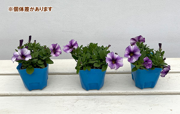 カリブラコア×ペチュニア：パワーシスターズ　ヴィッキーバイオレット3号ポット