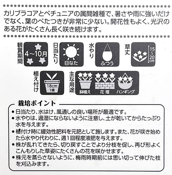 カリブラコア×ペチュニア：パワーシスターズ　ヴィッキーバイオレット3号ポット