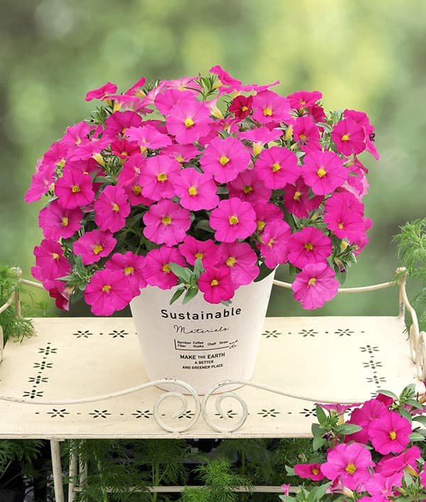 カリブラコア×ペチュニア：パワーシスターズ　プリティーピンク3号ポット