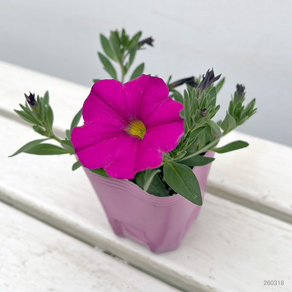 カリブラコア×ペチュニア：パワーシスターズ　プリティーピンク3号ポット