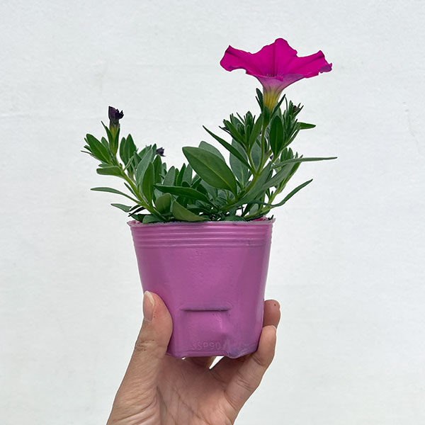 カリブラコア×ペチュニア：パワーシスターズ　プリティーピンク3号ポット