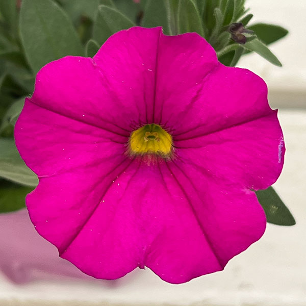 カリブラコア×ペチュニア：パワーシスターズ　プリティーピンク3号ポット