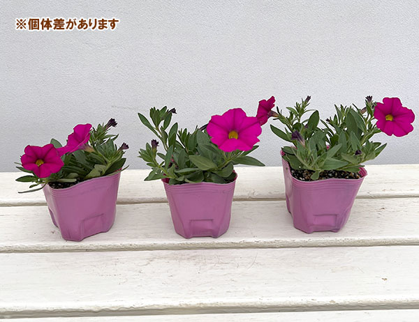 カリブラコア×ペチュニア：パワーシスターズ　プリティーピンク3号ポット