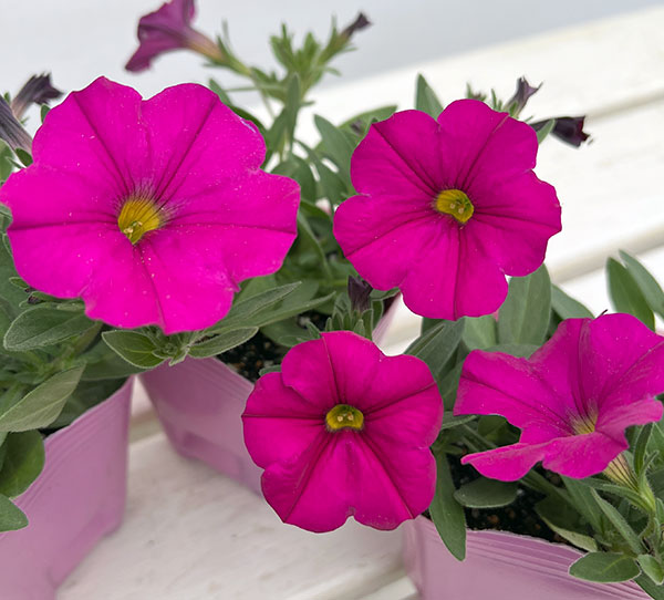 カリブラコア×ペチュニア：パワーシスターズ　プリティーピンク3号ポット