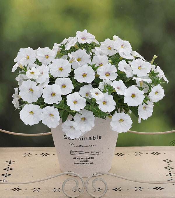 カリブラコア×ペチュニア：パワーシスターズ　ウエンディホワイト3号ポット