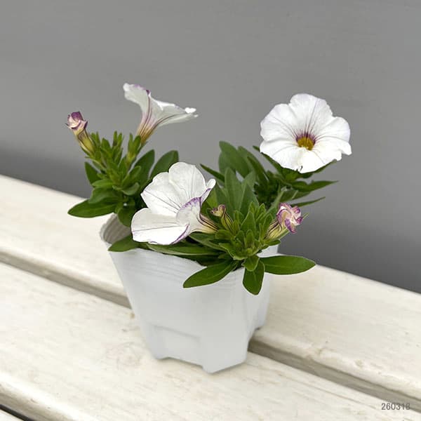 カリブラコア×ペチュニア：パワーシスターズ　ウエンディホワイト3号ポット