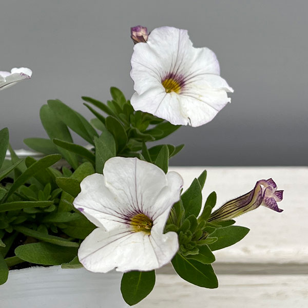 カリブラコア×ペチュニア：パワーシスターズ　ウエンディホワイト3号ポット