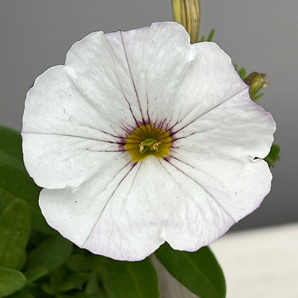 カリブラコア×ペチュニア：パワーシスターズ　ウエンディホワイト3号ポット