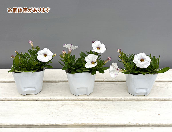 カリブラコア×ペチュニア：パワーシスターズ　ウエンディホワイト3号ポット