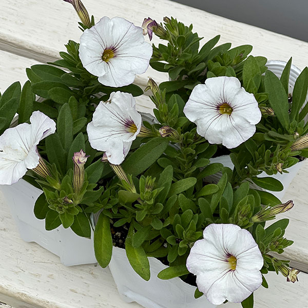 カリブラコア×ペチュニア：パワーシスターズ　ウエンディホワイト3号ポット