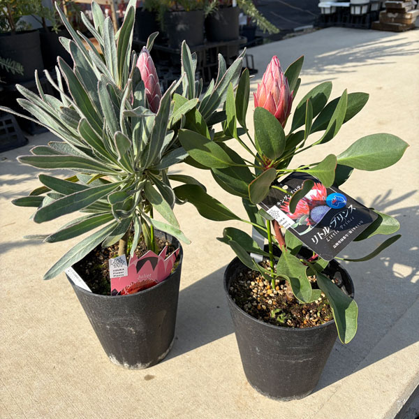 プロテア人気2種セット(リトルプリンス&ジュリエット)