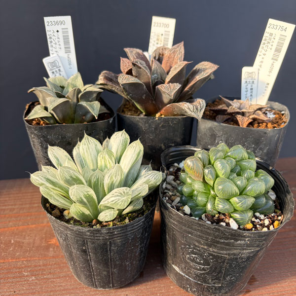 ハオルチア:福袋Aセット(5株セット)