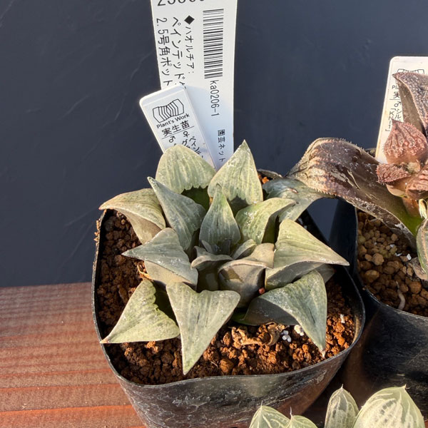 ハオルチア:福袋Aセット(5株セット)