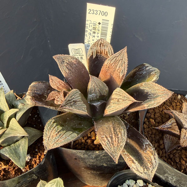 ハオルチア:福袋Aセット(5株セット)