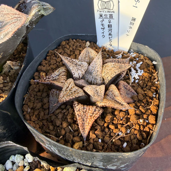 ハオルチア:福袋Aセット(5株セット)